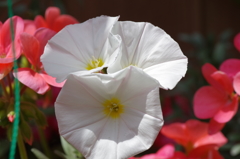 ♪花びらの白い色は♪