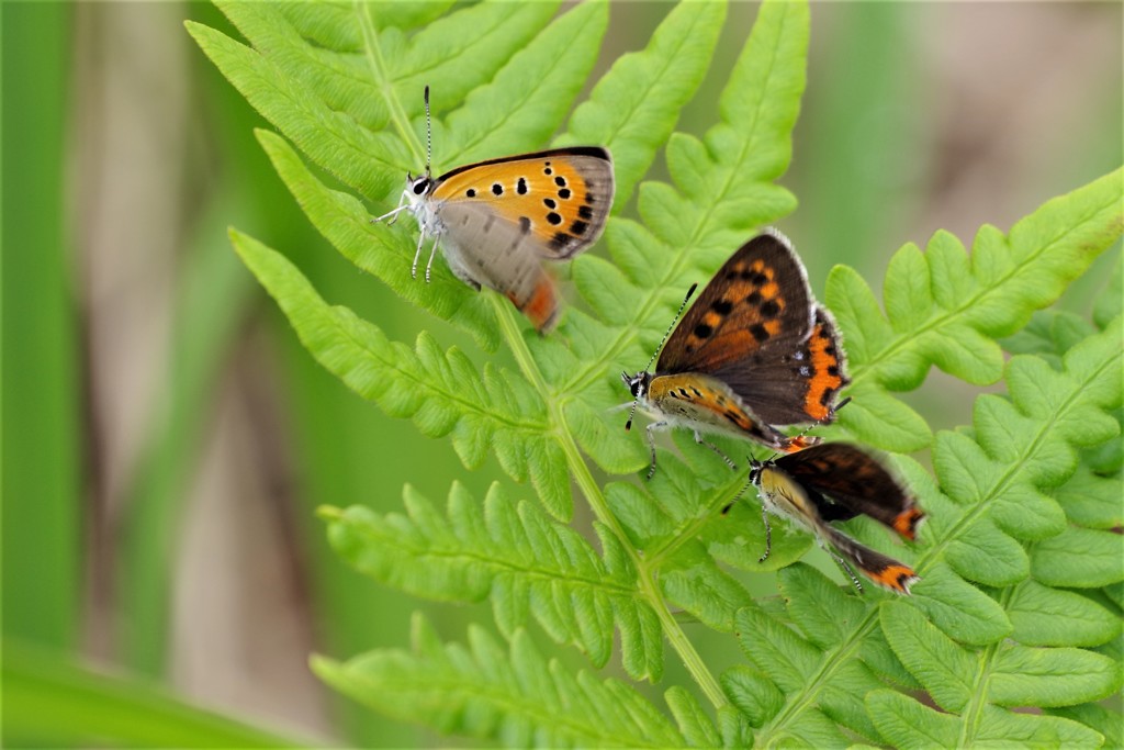 昨日のベニシジミ (2)