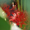 シタマガリ (2)