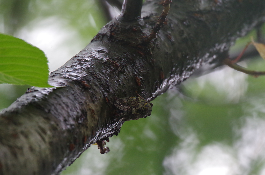 雨の中のニイニイゼミ