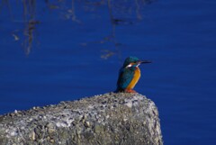 カワセミちゃん