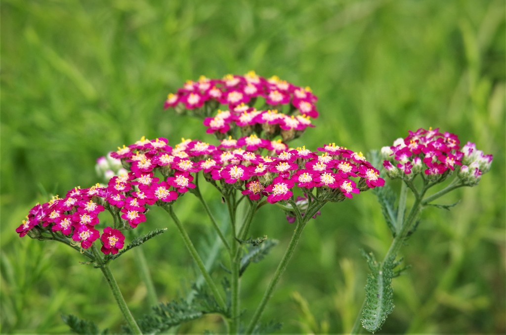 セイヨウノコギリソウ