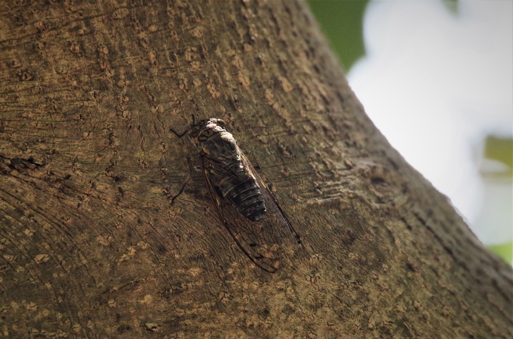 夏も、そろそろ (1)