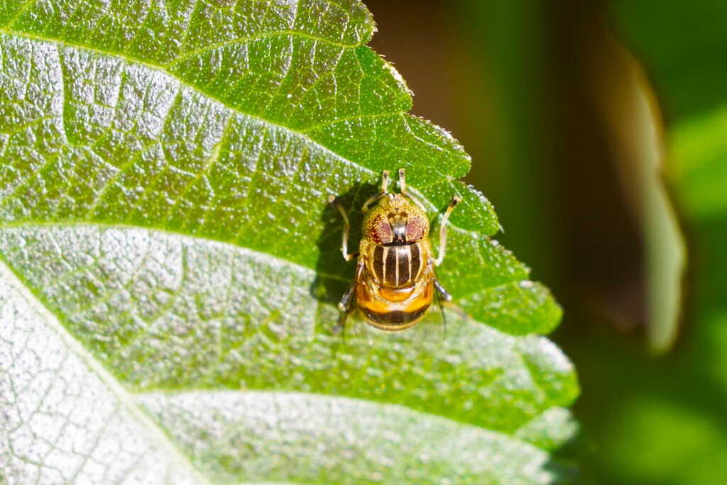 アブかなぁ・・・