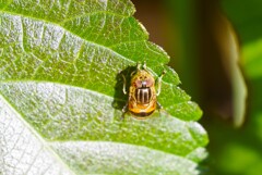 アブかなぁ・・・