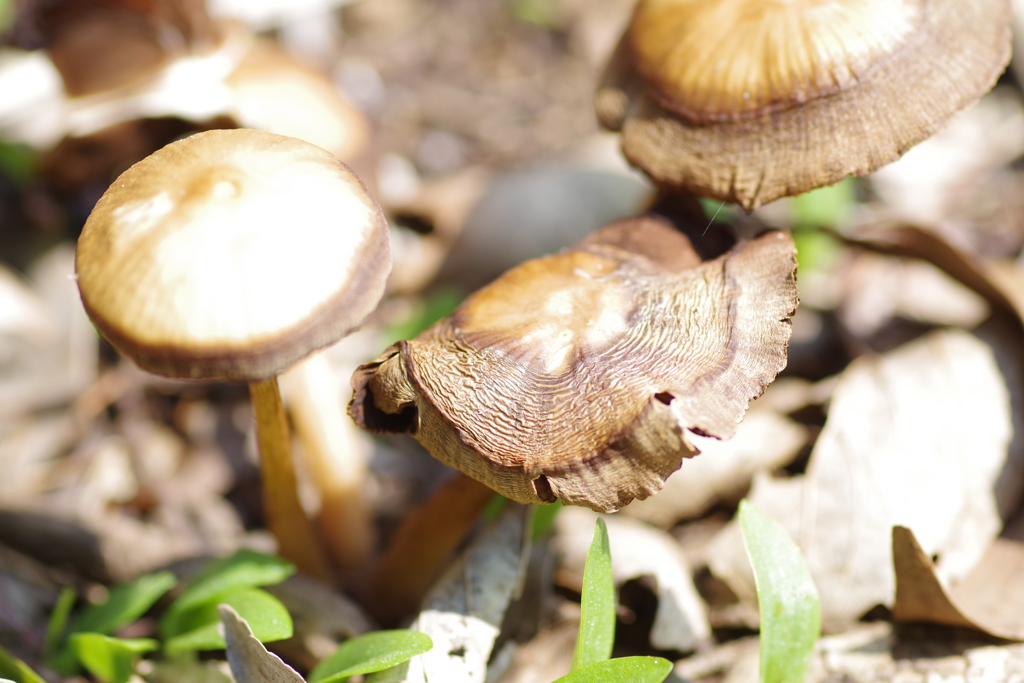 食べられません