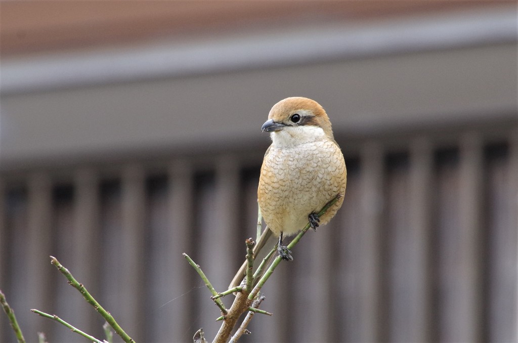 一昨日のモズ (1)