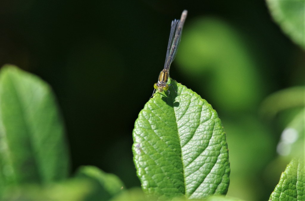 今日のトンボ (2)