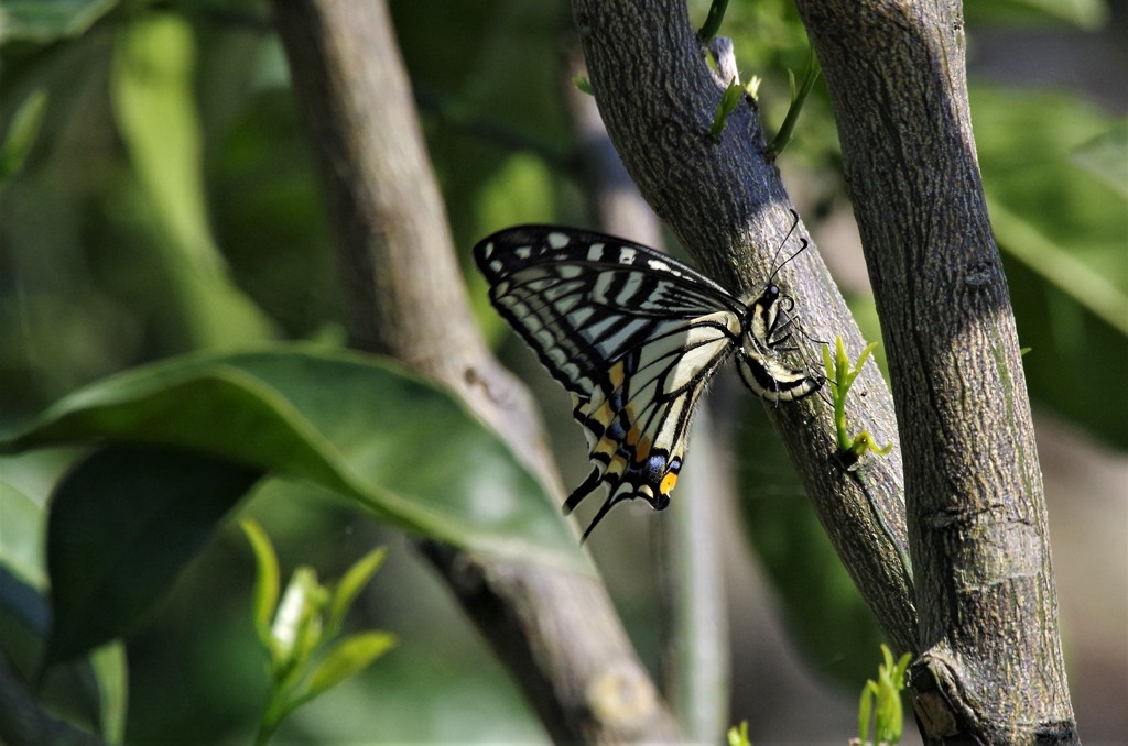 昨日のアゲハ (2)