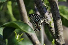 昨日のアゲハ (2)