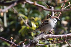 昨日のスズメ (2)