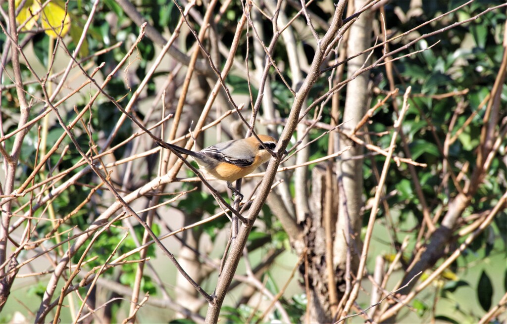 野鳥達 (1)