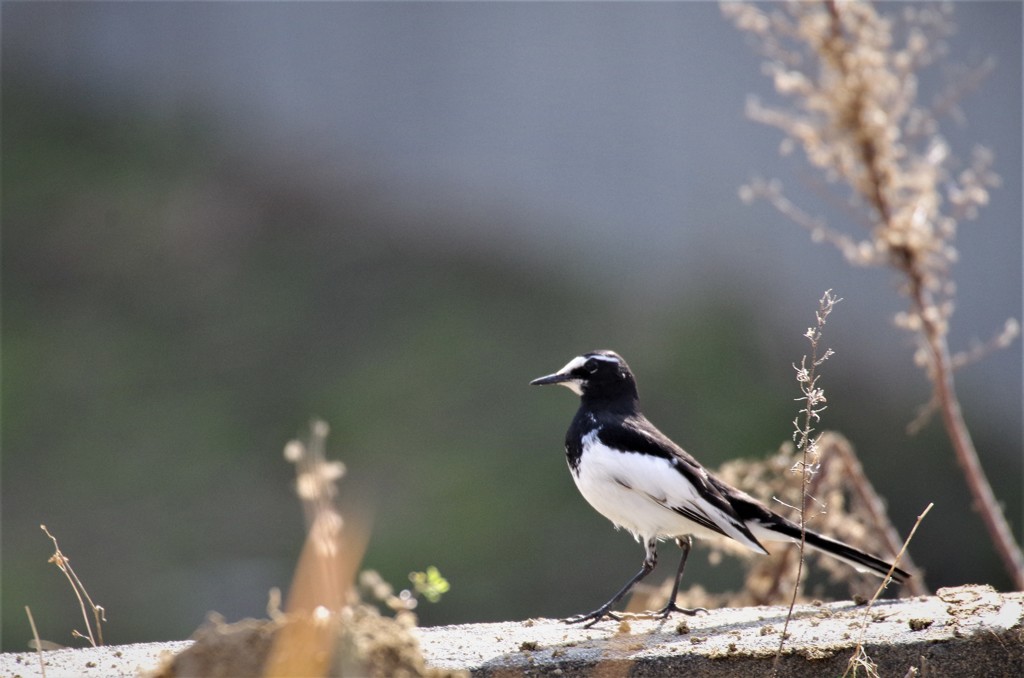 昨日のセキレイ (1)