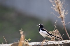 昨日のセキレイ (1)