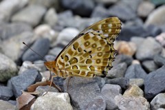 ツマグロちゃん (2)