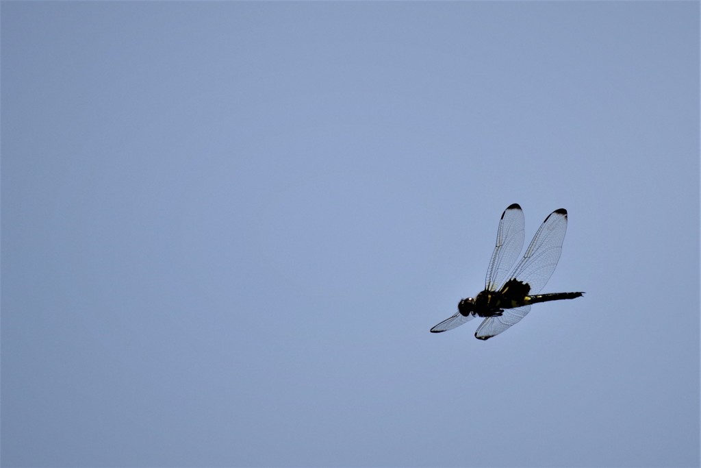 今日のトンボ (1)