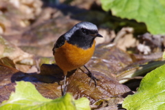 昨日のジョウビちゃん (2)