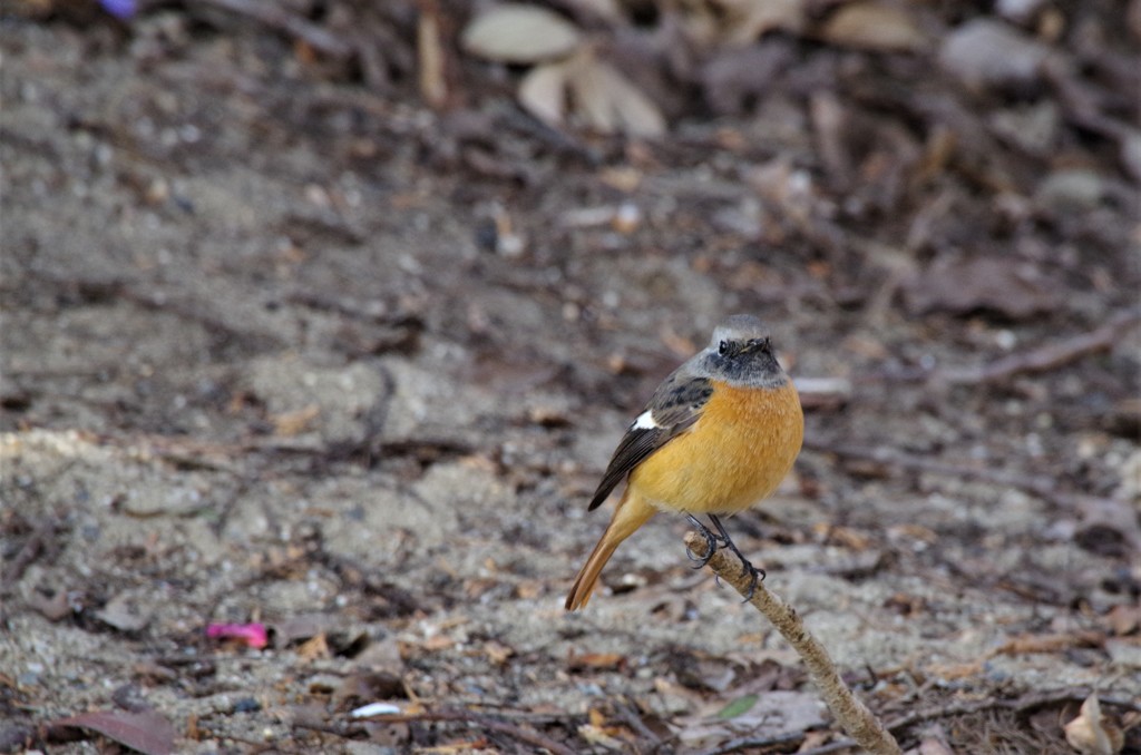 昨日のジョビ君 (1)