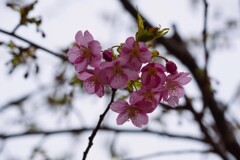 河津桜