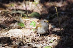 昨日のシロハラ 