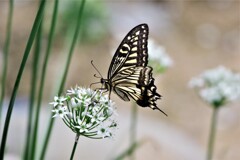 アゲハとニラの花 (2)