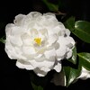 白い山茶花