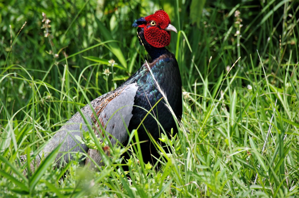 なにか用ですかぁー