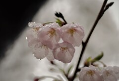 雨の桜 (1)