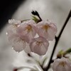 雨の桜 (1)