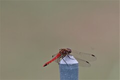 赤とんぼ (5)