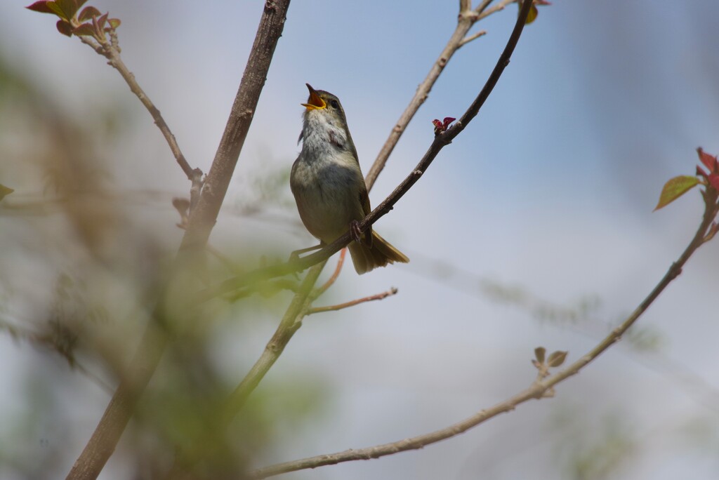春の鳥 (1)
