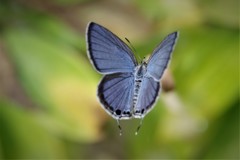 昨日のヤマトシジミ (1)