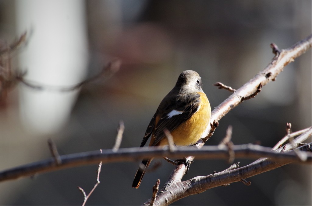 昨日のジョビ君　 (2)
