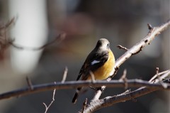 昨日のジョビ君　 (2)