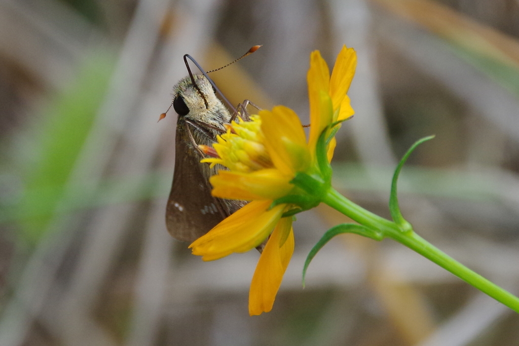 昨日のセセリチョウ 2