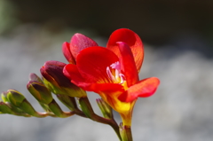 赤いフリージア