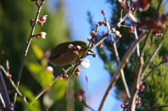 昨日のメジロ (1)