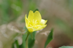 コマツヨイグサ