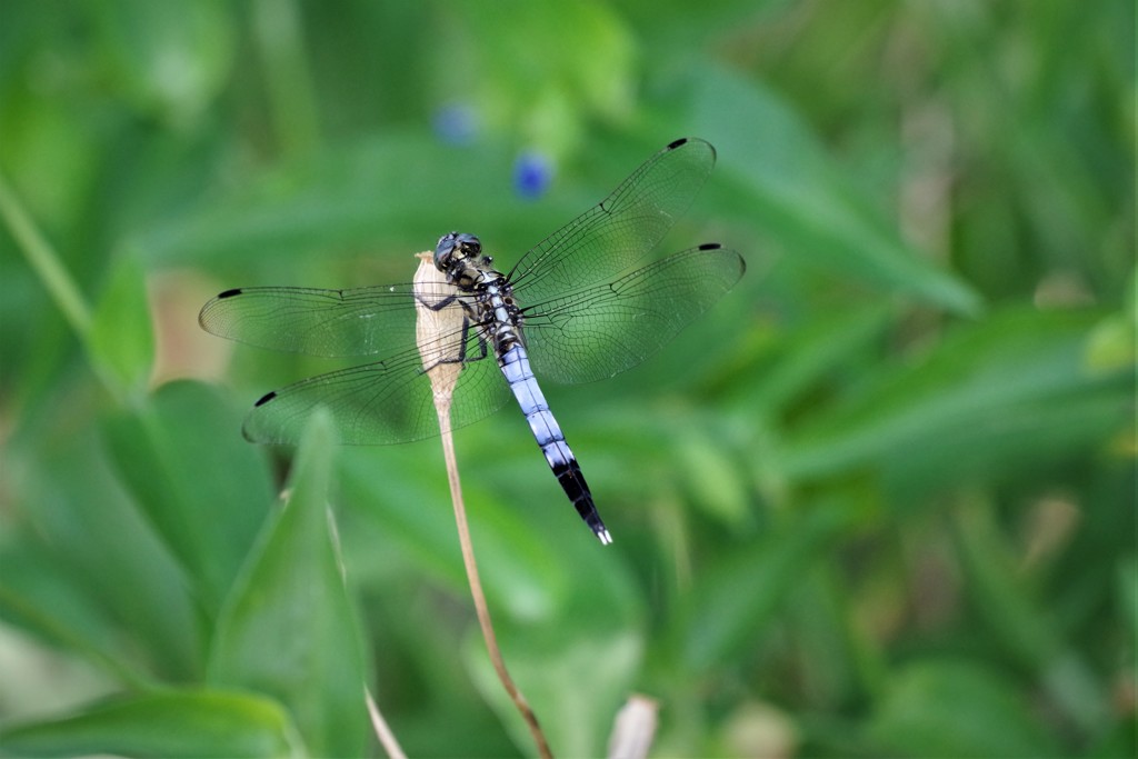 今日のトンボ (2)
