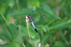 今日のトンボ (2)