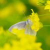 春ですね・・・ (2)