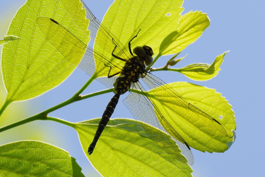 今日のトンボ (1)