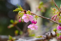 河津桜