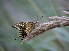 昨日のアゲハ (2)