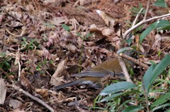 昨日のシロハラ (3)