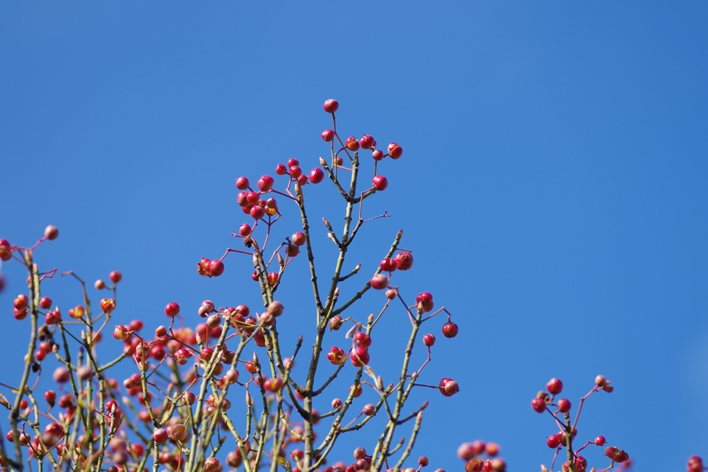 ツルウメモドキ