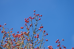 ツルウメモドキ