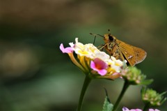 昨日のセセリ (2)