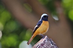 昨日のジョビ君 (2)