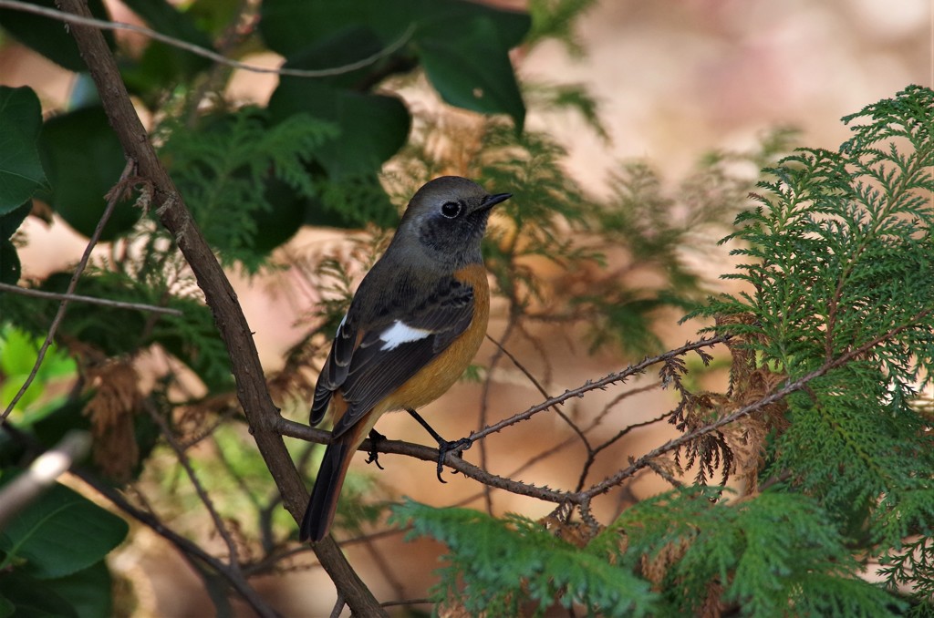 昨日のジョウビタキ (2)